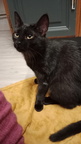 Cachou